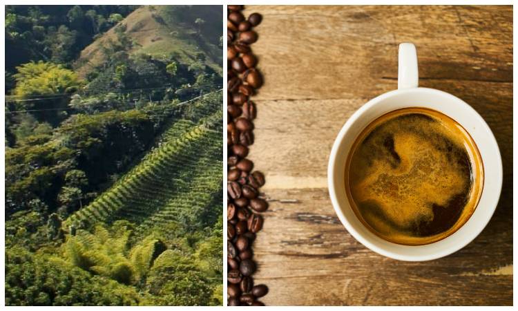 El café colombiano conquista un nuevo país ¡Vea la espectacular tienda!