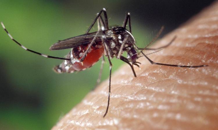 Científicos crean sangre artificial para combatir la malaria