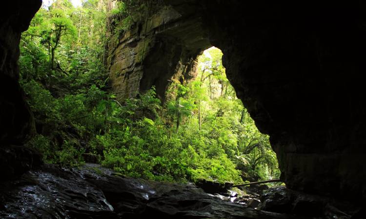 Cueva de los Guácharos: un sitio mágico que no te puedes perder
