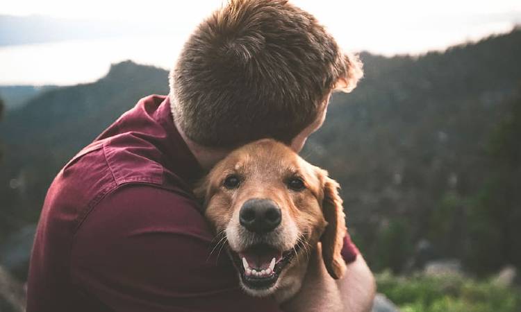 10 razones para adoptar un perro adulto y recibirlo en la familia