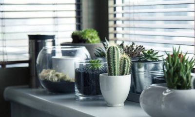 Ventajas de tener cactus en casa y en la oficina