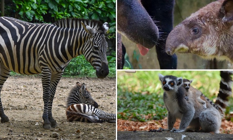 Nacen nuevas crías de animales en vía de extinción en el Zoológico de Cali