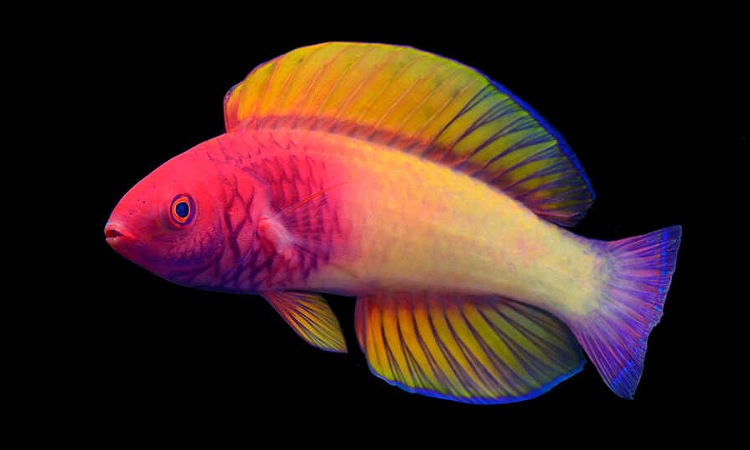 Científicos descubren nueva especie de pez con los colores del arcoíris