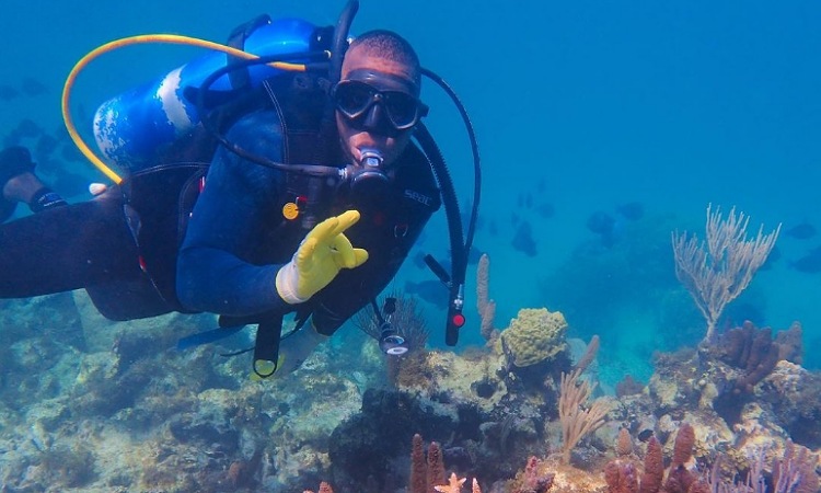 Se han sembrado más de 70 mil fragmentos de coral en el Pacífico y el Caribe