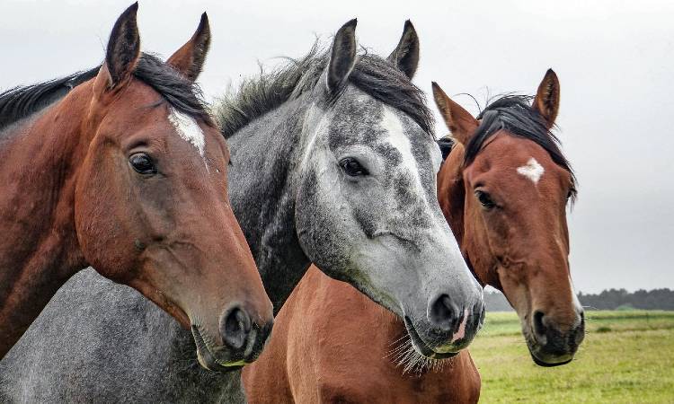 17 caballos se jubilaron en Zipaquirá