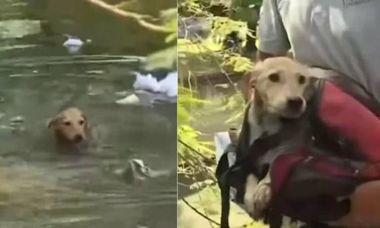 En Cali, joven rescató a cachorro que luchaba por no ahogarse en una quebrada