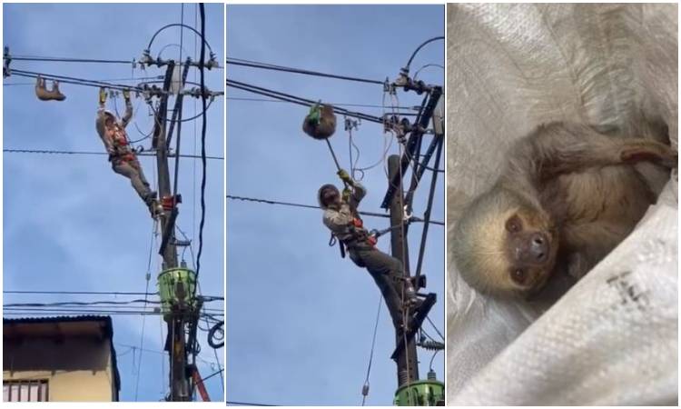 Hombre rescató a un oso perezoso que colgaba de los cables de la luz
