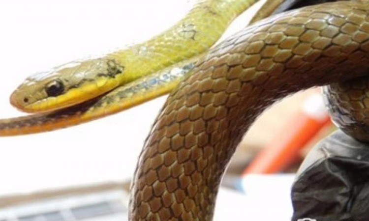 Reaparece en Bogotá serpiente que se creía extinta