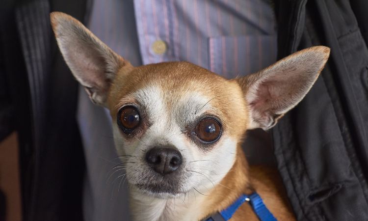 ¿Cuánto tiempo vive en promedio un chihuahua?