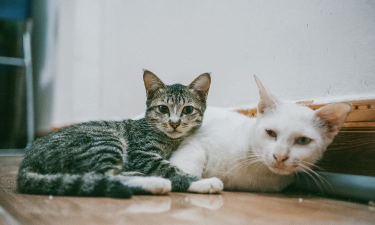 Descubre las diferencias más curiosas entre gatos y gatas que te sorprenderán