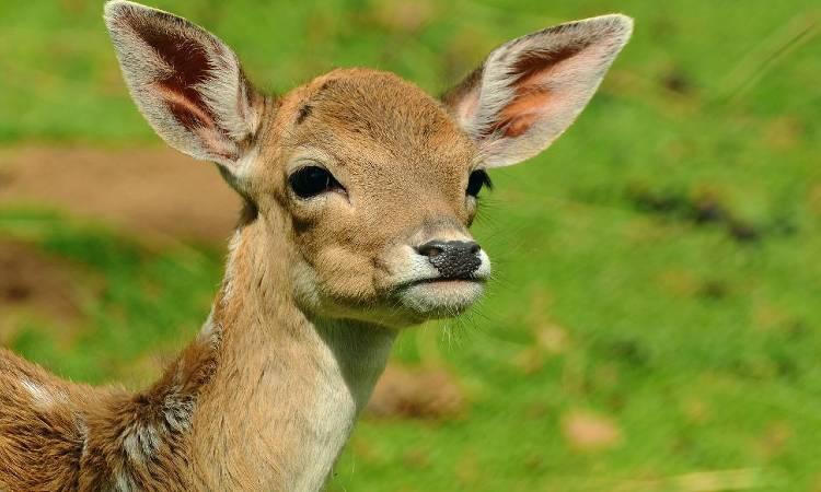Abuela fanática de Bambi logró conocer un bebé ciervo antes de morir