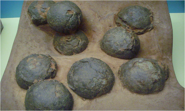 Encuentran en China nido de huevos de dinosaurio, tienen más de 80 millones de años