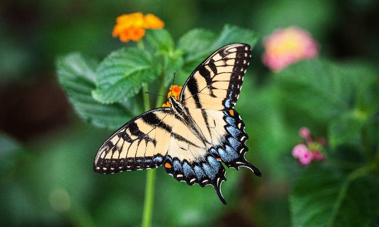 Colombia es el país con más tipos de mariposas identificadas actualmente