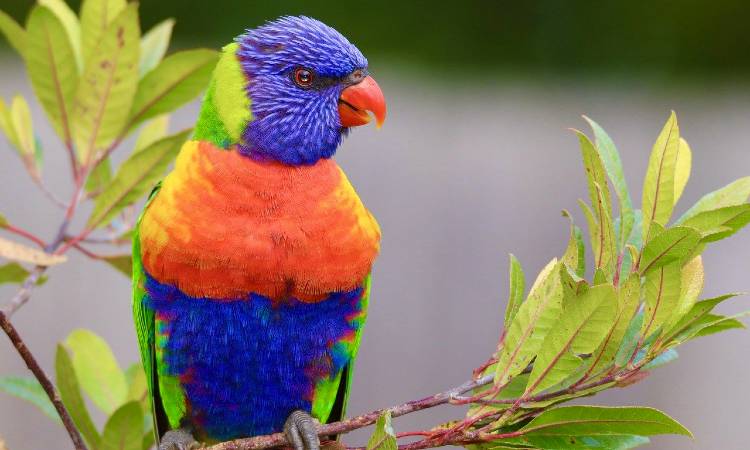 Estudio indica que las aves aumentan su color a medida que se acercan a Ecuador