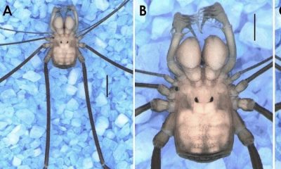 Descubren nueva especie arácnida en La Guajira