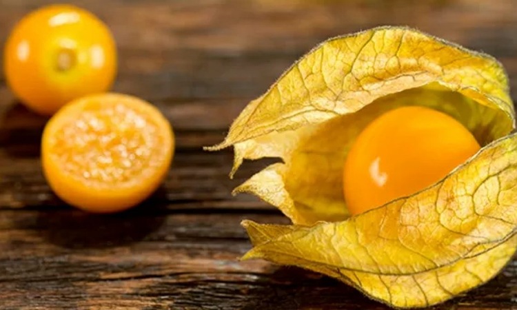 Uchuva, la fruta exótica que es exportada en más de 15 países