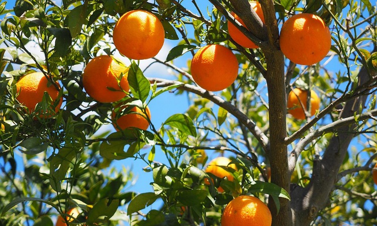 Colombia exportará por primera vez naranja a República Dominicana