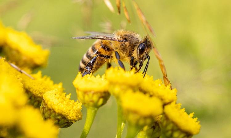 Con una bebida buscan salvar a las abejas de los pesticidas