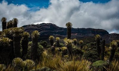 El páramo del Almorzadero en Santander es la guardería de frailejones en Colombia