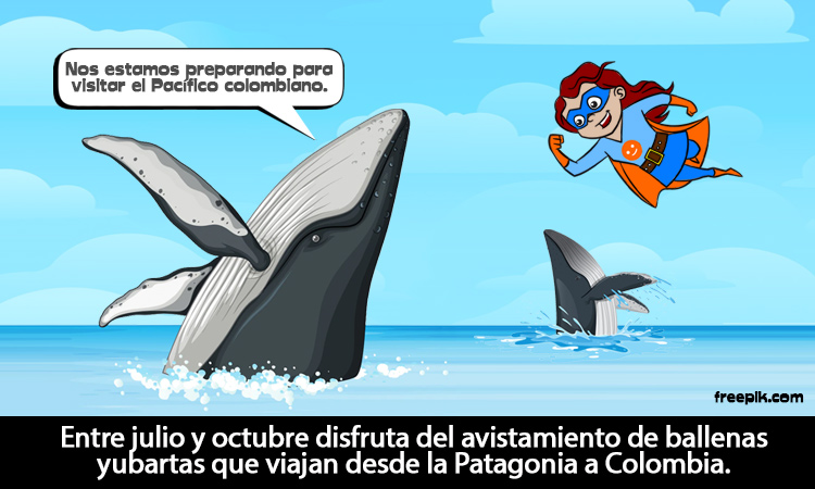 Llega la época de ballenas jorobadas a Colombia