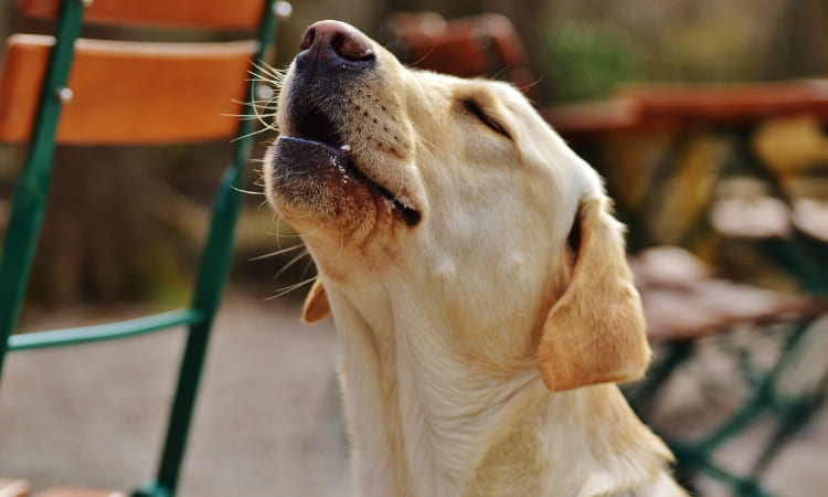 ¿Qué significan los aullidos de los perros en la madrugada?