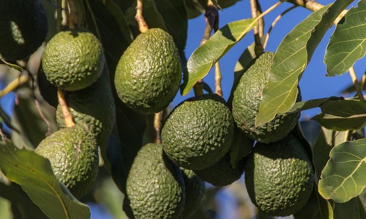 Aguacate Hass 100% colombiano llega a Chile por primera vez