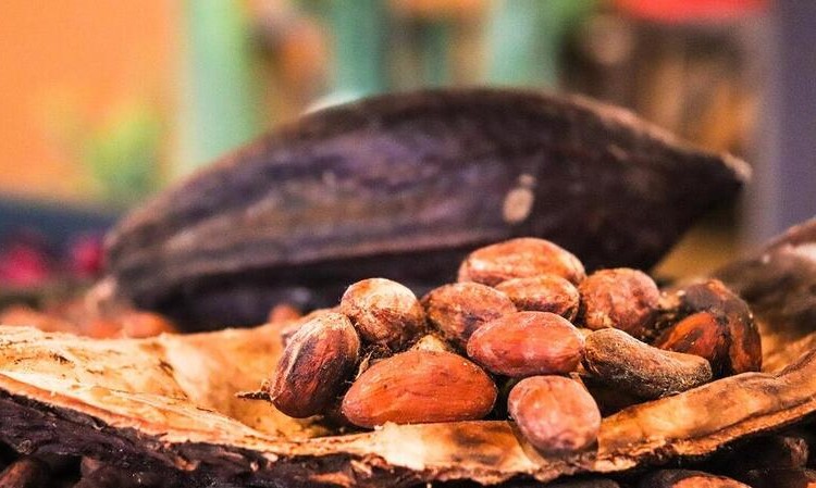 Cacao orgánico del Caquetá es la materia prima de chocolate premium en Alemania