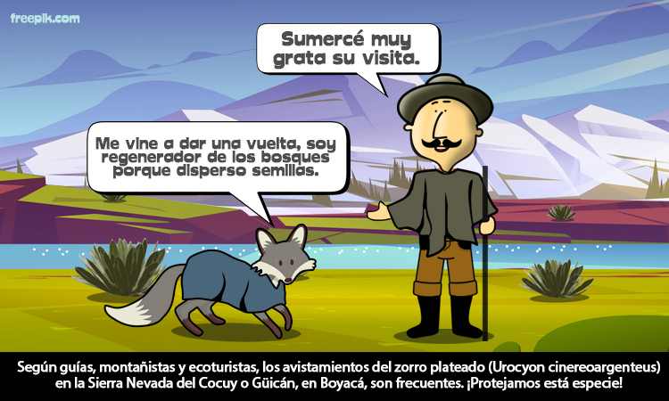 Continúan los avistamientos del zorro plateado en la Sierra Nevada de El Cocuy, Boyacá