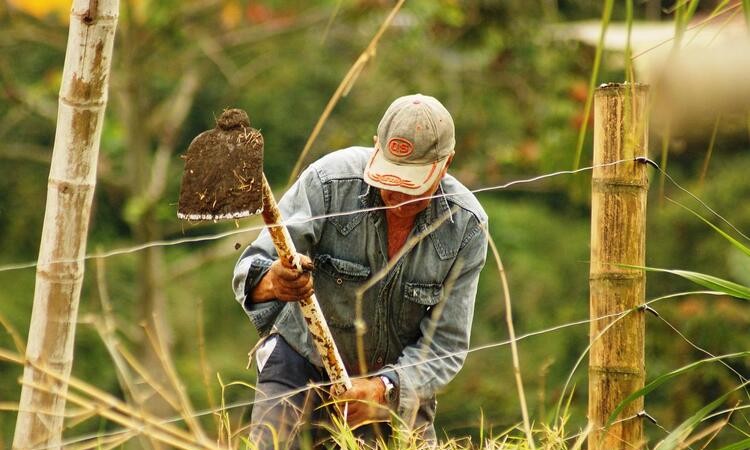 Precios de insumos agropecuarios se estarían estabilizando en Colombia