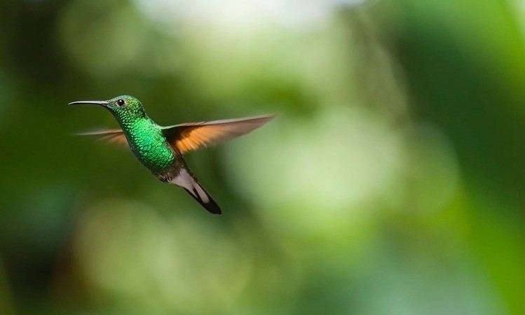 ¿Por qué los colibríes hembras se disfrazan de machos? Estudio reveló la respuesta