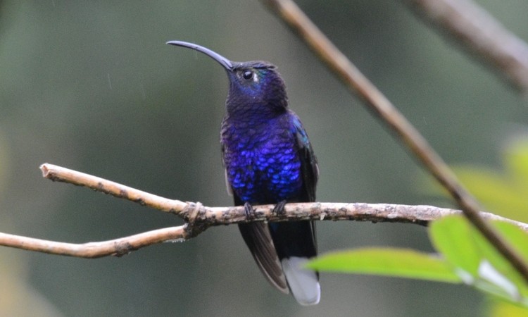 Nuevo avistamiento en la Sierra Nevada de un colibrí en peligro de extinción