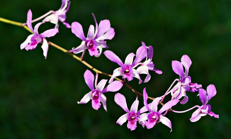 Datos curiosos sobre las orquídeas que tal vez no conocía