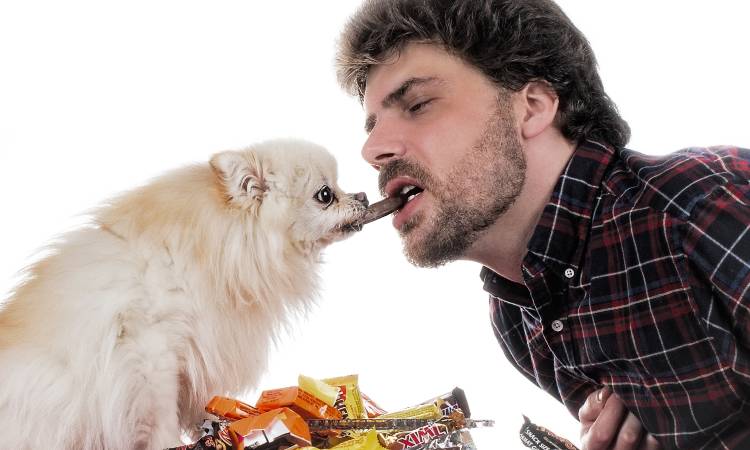 6 de los alimentos que son prohibidos para perros y gatos