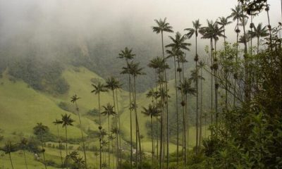 Así es el Valle de Cocora, uno de los paraísos colombiano más ‘instagrameable’
