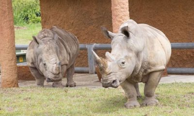 Llegó a Pereira el primer rinoceronte blanco nacido bajo cuidado humano en Latinoamérica