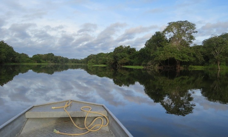 Bavaria y Saving the Amazon sembrarán 10 mil árboles en el Amazonas
