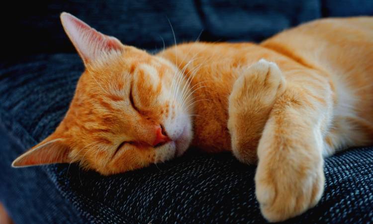 7 sorprendentes mitos sobre los gatos