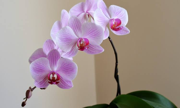 Descubre los secretos para cuidar y hacer florecer tus orquídeas en casa