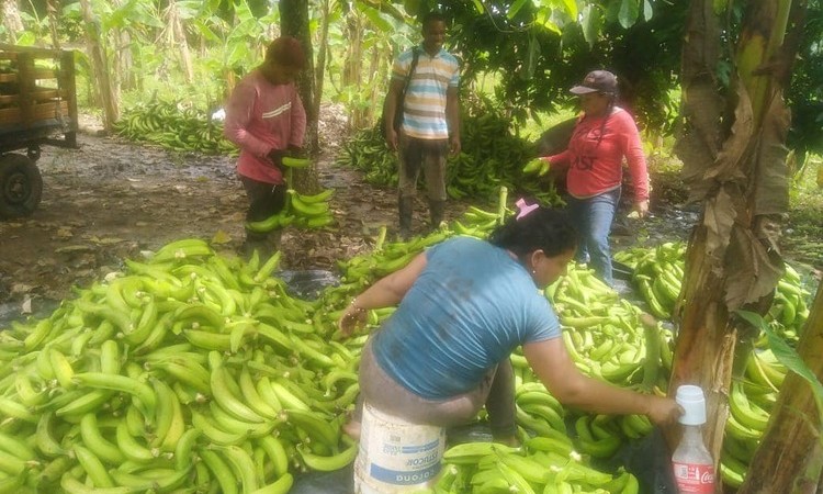 Campesino iba a perder su cosecha, se reinventó y ahora vende patacones al vacío