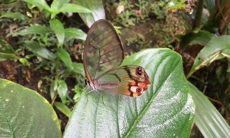 Sabía que Putumayo es una de las cunas de mariposas del país