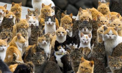 La isla en Japón que tiene más gatos que personas