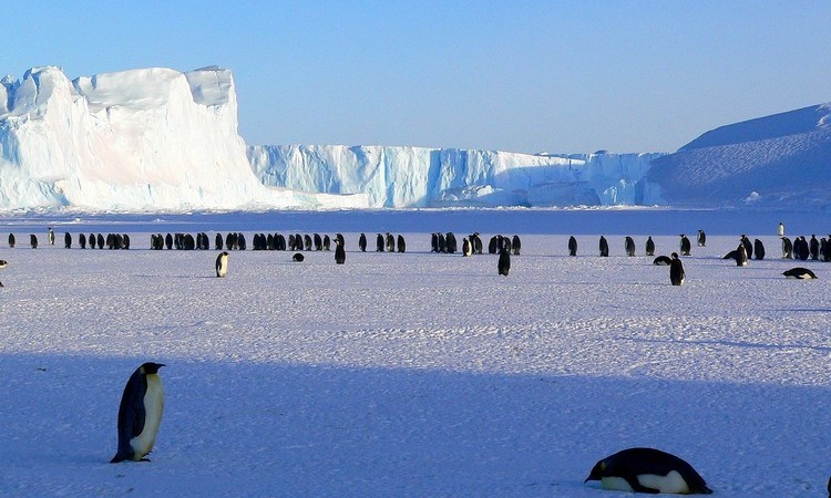 Descubren en la Antártida nueva colonia de pingüinos emperador