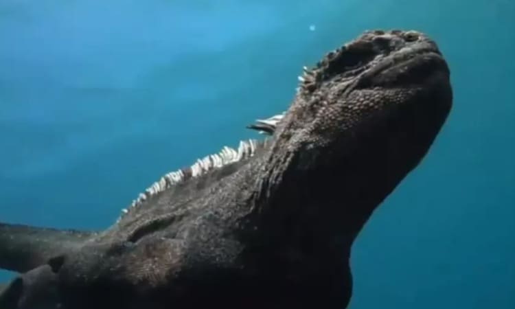 De película: cámaras avistaron el único lagarto marino del mundo