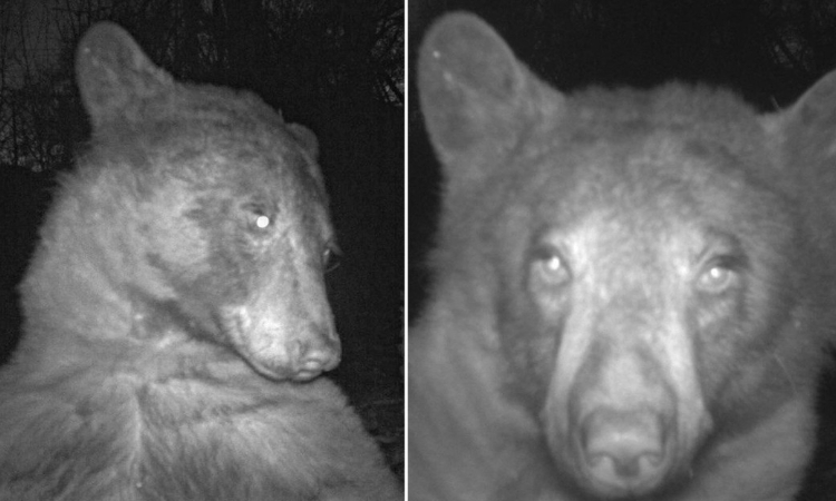 Osito se tomó 400 selfies luego de encontrarse con cámara trampa de fauna