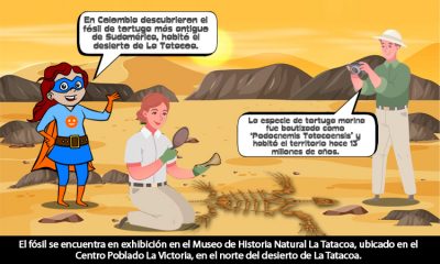 Sabía que en Colombia habitó la tortuga más antigua de Sudamérica