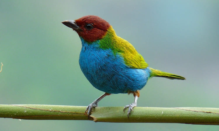 Estas son las cinco especies de aves más bellas que puede ver en Cali