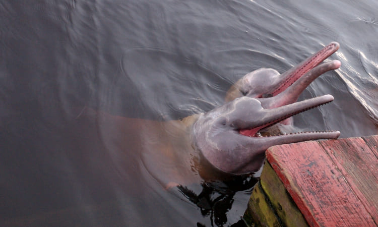 Impactante y hermoso: así rescataron dos delfines rosados en el río Meta