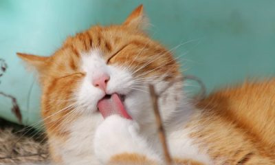 Cuatro razas de gatos color naranja atigrados que enamoran