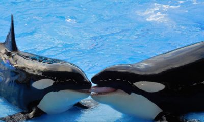 Las orcas son los mamíferos más maternales y cuidan a sus bebés hasta que son adultos