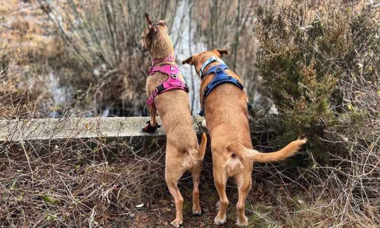 Perro se enamoró en un parque e hizo que sus dueños adoptaran a nueva ‘peludita’